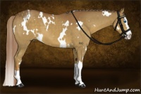 Horse Color:White Spotted Chocolate Palomino Splash
