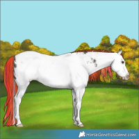 Horse Color:Painted White Spotted Liver Chestnut Ice Splash Tobiano 
