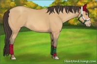 Horse Color:Amber Champagne 