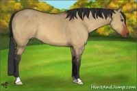 Horse Color:Bay Dun