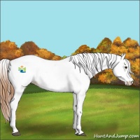 Horse Color:Chestnut Appaloosa 