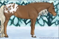 Horse Color:Chestnut Mushroom Appaloosa 