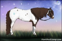 Horse Color:Liver Chestnut Appaloosa 