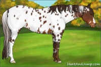 Horse Color:White Spotted Liver Chestnut Appaloosa