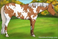 Horse Color:White Spotted Silver Bay 