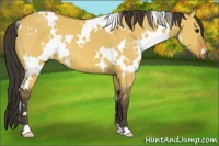 Horse Color:White Spotted Buckskin Dun 