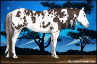 Horse Color:White Spotted Liver Chestnut Splash Appaloosa 