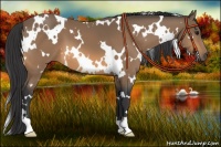 Horse Color:White Spotted Buckskin 