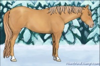Horse Color:Gold Champagne Roan 