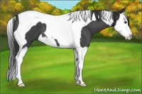 Horse Color:Blue Roan Splash Tobiano