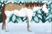 Horse Color:Red Dun Roan Splash