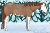 Horse Color:Red Roan Splash Appaloosa 