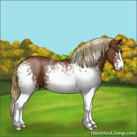 Horse Color:White Spotted Chestnut 