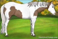 Horse Color:Silver Black Splash Tobiano 