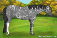 Horse Color:Blue Ice Roan 