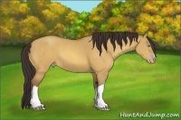 Horse Color:Amber Champagne Dun 