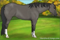 Horse Color:Grullo