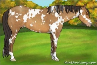 Horse Color:White Spotted Sable Champagne 