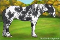 Horse Color:White Spotted Black 