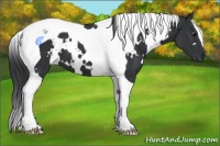Horse Color:White Spotted Black Tobiano