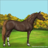 Horse Color:Liver Chestnut Rabicano