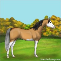 Horse Color:Bay Dun Sabino Splash 