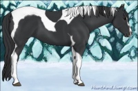 Horse Color:Black Sabino Tobiano 