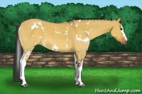 Horse Color:White Spotted Buckskin Dun 