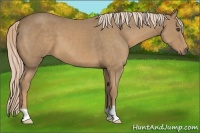 Horse Color:Palomino