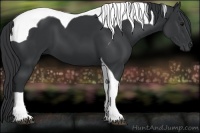 Horse Color:Black Tobiano 