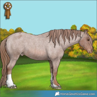 Horse Color:Red Roan Appaloosa 