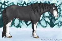 Horse Color:Blue Roan Sabino 