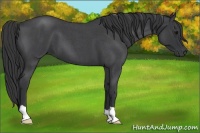 Horse Color:Blue Roan 