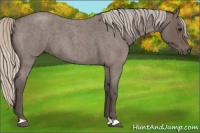 Horse Color:Silver Blue Roan 
