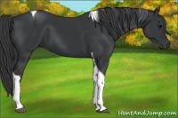 Horse Color:Black Tobiano 