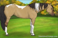 Horse Color:Bay Dun Sabino Tobiano Rabicano