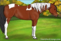 Horse Color:Bay Tobiano 