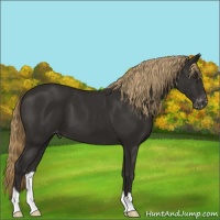 Horse Color:Liver Chestnut Appaloosa 