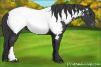 Horse Color:Black Appaloosa 