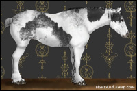 Horse Color:Gray White Spotted Black and Gray White Spotted Black