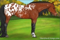 Horse Color:Bay Sabino Appaloosa