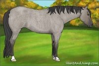 Horse Color:Unknown 