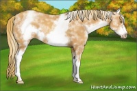 Horse Color:White Spotted Gold Champagne Frame Rabicano
