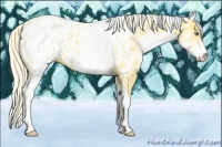 Horse Color:White Spotted Gold Cream Champagne Appaloosa Rabicano