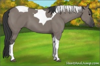 Horse Color:Grullo Tobiano 