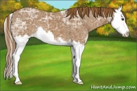 Horse Color:Chestnut Ice Sabino Splash 