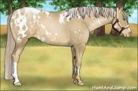 Horse Color:White Spotted Chocolate Palomino Pearl Appaloosa