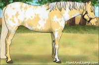 Horse Color:White Spotted Palomino Appaloosa