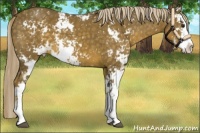 Horse Color:Chocolate Palomino Sabino Snowflake Varnish 