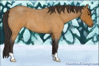 Horse Color:Buckskin Roan